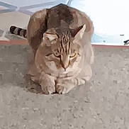 Leo is registered to the contest to win money with this photo: cat, tabby_cat, pet, feline, indoor, carpet, paws, sitting, loaf_position, striped_tail, whiskers, ears, portrait, attentive, animal, cute, relaxed, home, floor, soft_lighting