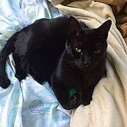 Franklin is registered to the contest to win money with this photo: cat, black_cat, green_eyes, bed, blanket, sheet, bedding, pet, domestic_animal, whiskers, paw, toy, cozy, indoor, resting, fur, nose, ears, looking_at_camera, soft