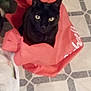 Franklin is registered to the contest to win money with this photo: black_cat, cat, red_bag, bag, tile_floor, yellow_eyes, indoor, pet, sitting, looking_at_camera, curious, ears, whiskers, green_stool, fabric, household, close_up, portrait, blurry, grainy