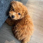 Achie is registered to the contest to win money with this photo: dog, puppy, poodle, toy_poodle, brown_fur, fluffy, curly_fur, pet, indoor, hardwood_floor, sofa, couch, looking_up, dark_eyes, black_nose, close_up, sitting, adorable, small, fur_texture