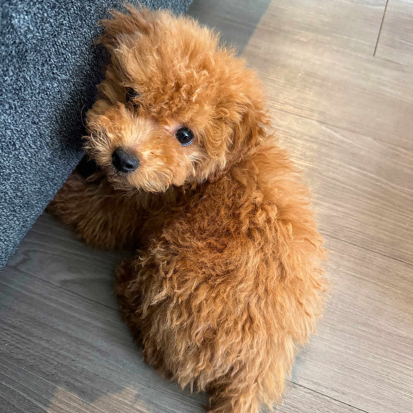 Achie is registered to the contest to win money with this photo: adorable, black_nose, brown_fur, close_up, couch, curly_fur, dark_eyes, dog, fluffy, fur_texture, hardwood_floor, indoor, looking_up, pet, poodle, puppy, sitting, small, sofa, toy_poodle