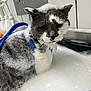 cat, bubble_bath, foam, gray_cat, white_cat, pet_grooming, wet_fur, indoor, sink, bubbles, animal, face, whiskers, ears, bath_time, water, soap, blue_leash, expression, grooming