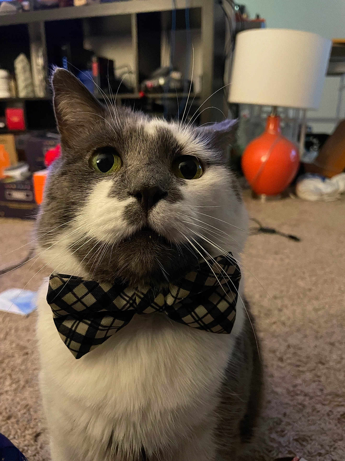 Loki is registered to the contest to win money with this photo: cat, bow_tie, indoor, carpet, lamp, furniture, shelf, close_up, pet, animal, whiskers, gray_and_white, portrait, cute, domestic, face, eyes, fur, mammal, household