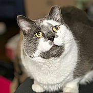 Loki joined the competition — help win amazing prizes! cat, pet, animal, yellow_eyes, gray_and_white, feline, whiskers, close_up, indoor, curious, looking_up, cute, fluffy, domestic_cat, soft_focus, sitting, fur, portrait, mammal, relaxed