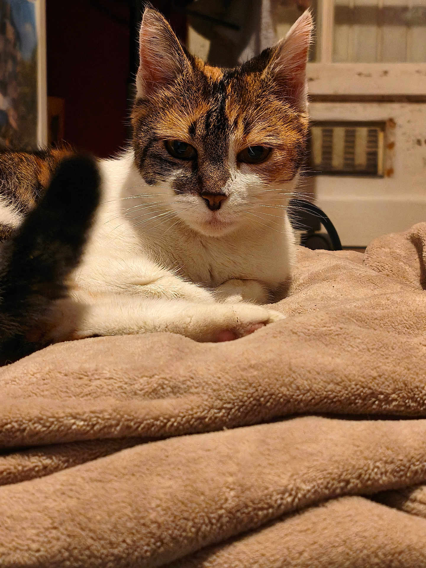 Câline participe au concours pour gagner de l'argent avec cette photo : cat, feline, pet, animal, fur, indoor, blanket, cozy, resting, lying_down, close_up, brown, white, tabby, whiskers, ears, face, cute, relaxed, comfort