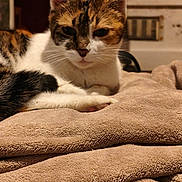 Câline a rejoint le concours — aidez-le/la à gagner de superbes lots ! cat, calico, animal, pet, feline, resting, blanket, soft, fur, whiskers, indoor, cozy, relaxed, sleepy, closeup, mammal, cute, domestic, laying, warm