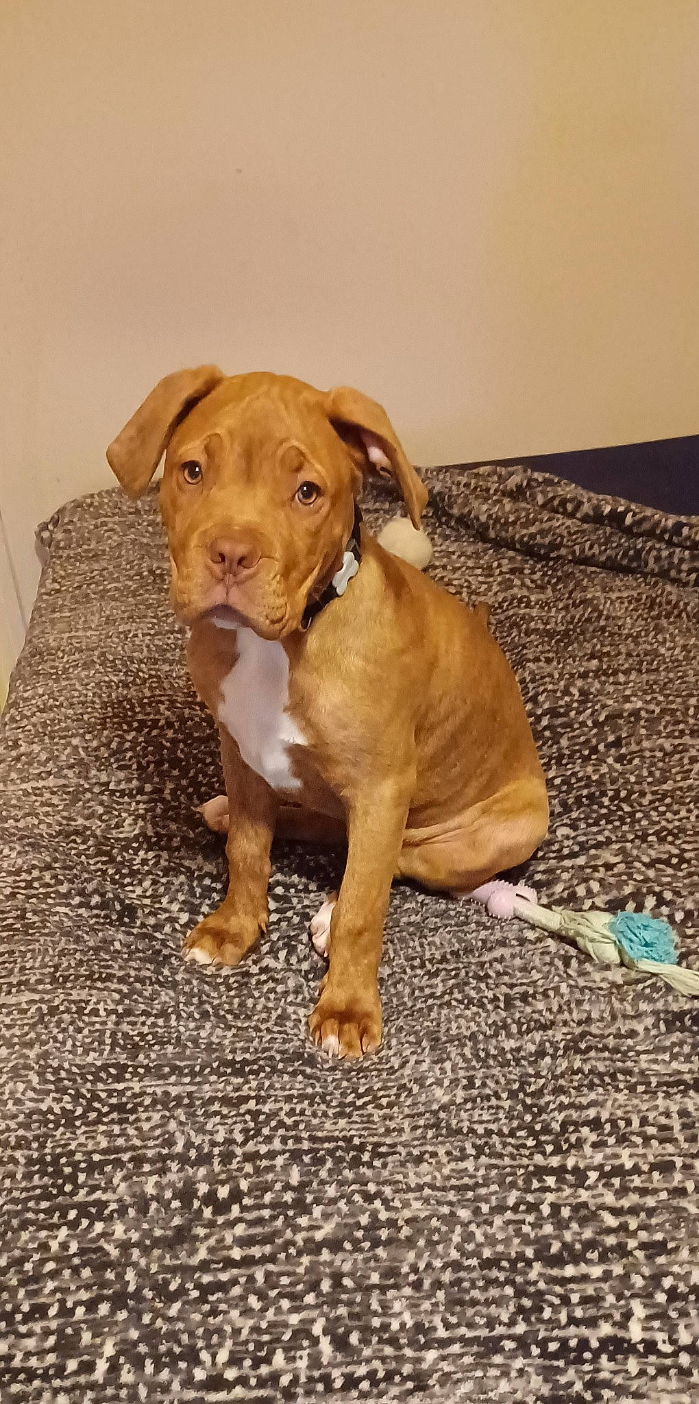 Red is registered to the contest to win money with this photo: brown, canidae, carnivore, companion_dog, dog, dog_breed, dog_supply, fawn, flooring, fur, hunting_dog, liver, paw, pet_supply, sporting_group, tail, terrestrial_animal, whiskers, wood, working_animal