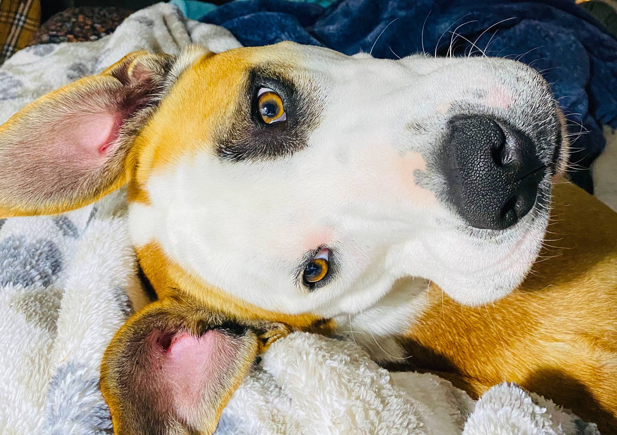 Borgie is registered to the contest to win money with this photo: art, canidae, carnivore, collar, companion_dog, dalmatian, dog, dog_breed, dog_collar, fawn, fur, guard_dog, paw, puppy, snout, sporting_group, street_dog, terrestrial_animal, whiskers, working_animal