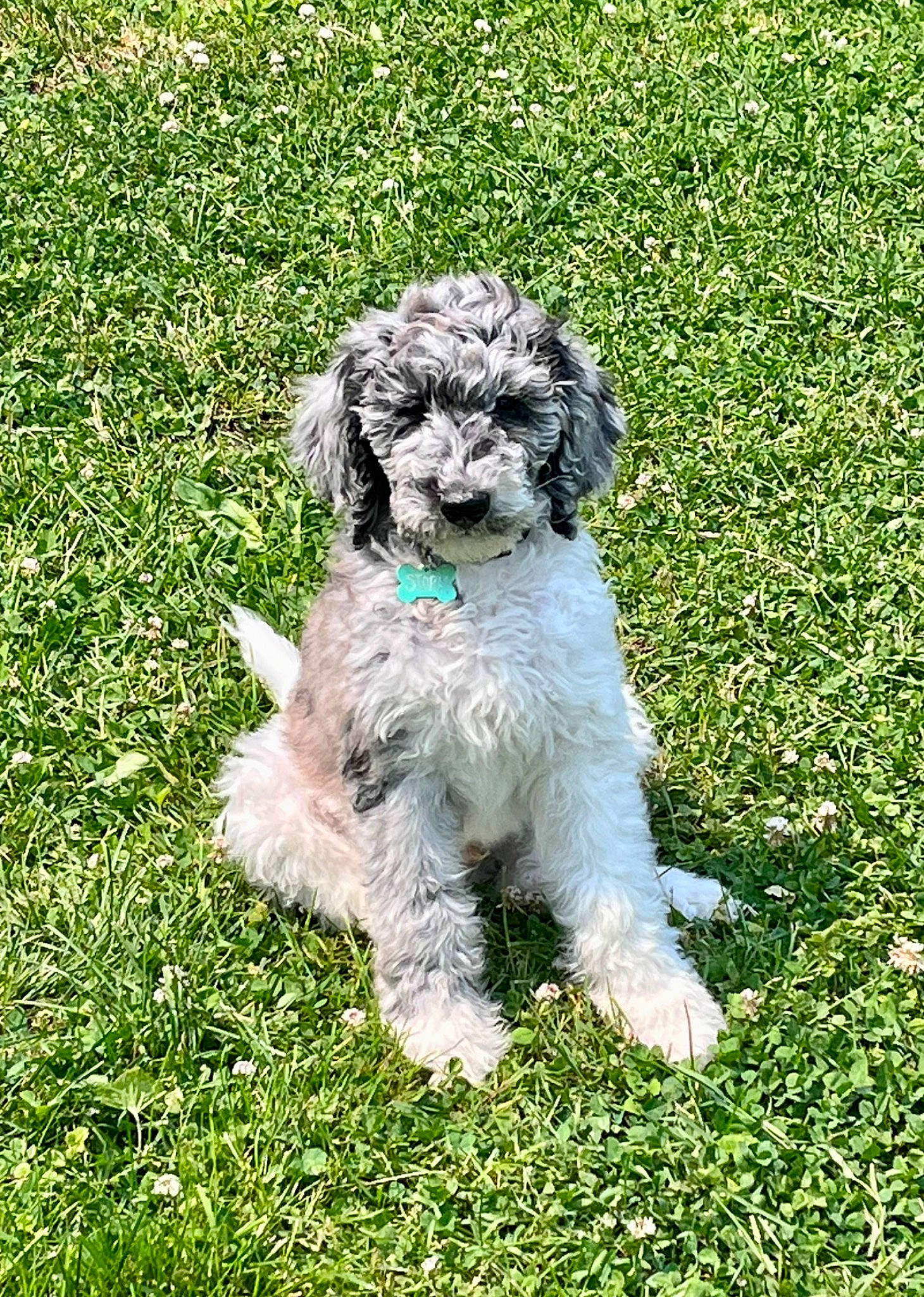 Storm joined the competition — help win amazing prizes! art, carnivore, chair, companion_dog, dog, dog_breed, dog_collar, grass, groundcover, non_sporting_group, plant, poodle, sporting_group, tail, terrier, toy_dog, water_dog, working_animal