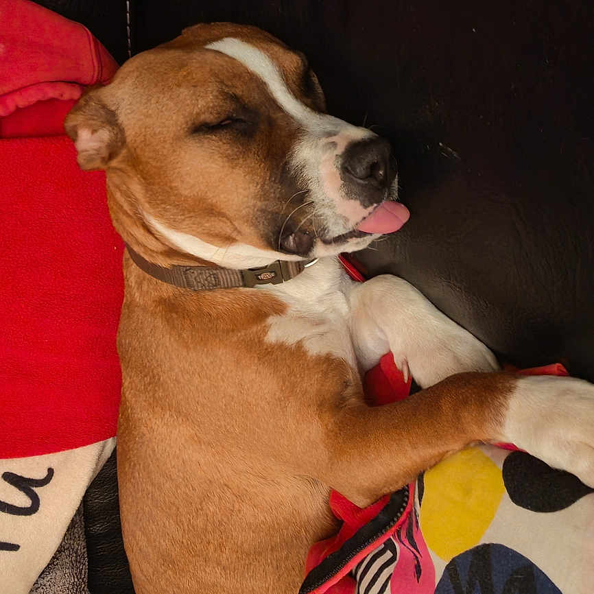 Vita a rejoint le concours — aidez-le/la à gagner de superbes lots ! animal, architecture, armchair, beagle, building, bulldog, canine, chair, couch, cushion, dog, furniture, homedecor, hound, indoors, livingroom, pet, pitbull, puppy, room