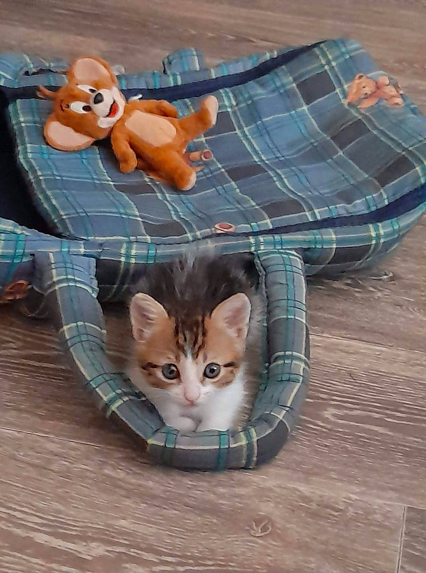 Guizmo participe au concours pour gagner de l'argent avec cette photo : bag, button, carnivore, cat, fawn, felidae, goggles, hat, linens, luggage_and_bags, mammal, pattern, plaid, small_to_medium_sized_cats, sunglasses, tail, tartan, toy, whiskers, wood