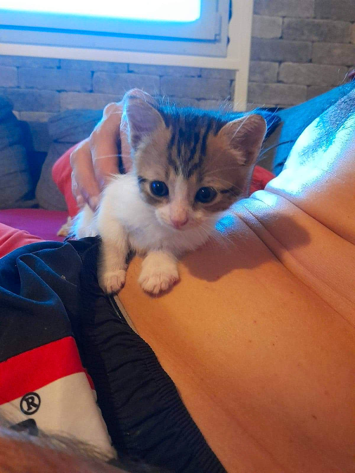 Guizmo participe au concours pour gagner de l'argent avec cette photo : bed, blue, carnivore, cat, comfort, couch, electric_blue, eye, fawn, felidae, gesture, human_leg, lap, nail, paw, small_to_medium_sized_cats, snout, tail, thigh, whiskers