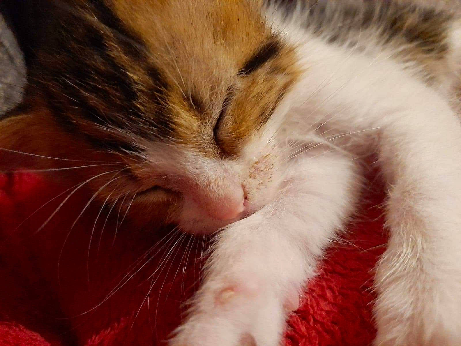 Guizmo participe au concours pour gagner de l'argent avec cette photo : carnivore, cat, claw, close_up, comfort, domestic_short_haired_cat, ear, fawn, felidae, fur, nap, paw, sleep, small_to_medium_sized_cats, snout, tail, terrestrial_animal, whiskers, wildlife