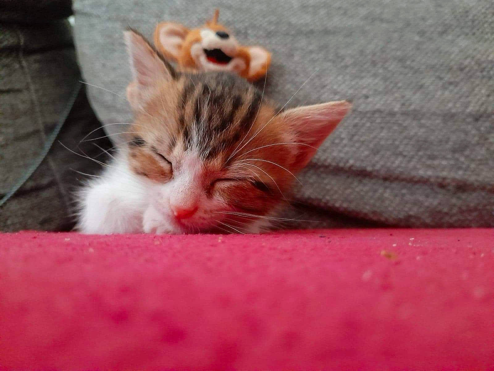 Guizmo participe au concours pour gagner de l'argent avec cette photo : carnivore, cat, claw, comfort, domestic_short_haired_cat, eye, fawn, felidae, foot, fur, grass, human_leg, nail, paw, small_to_medium_sized_cats, snout, tail, whiskers, window, wood