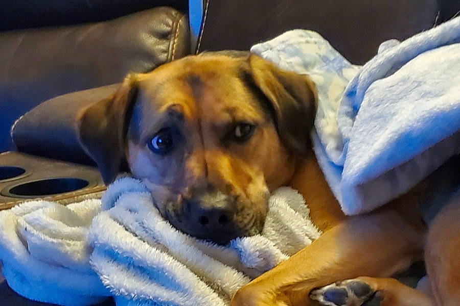 Macie is registered to the contest to win money with this photo: camera, canidae, carnivore, comfort, companion_dog, dog, dog_breed, dog_supply, ear, fawn, fur, guard_dog, paw, pet_supply, sporting_group, tableware, whiskers, working_dog