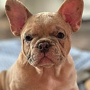 Remy joined the competition — help win amazing prizes! adorable, animal, background_blur, brown, close_up, cute, dog, ears, expression, face, french_bulldog, fur, indoor, muzzle, pet, portrait, puppy, soft_light, wrinkles, young