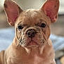 adorable, animal, background_blur, brown, close_up, cute, dog, ears, expression, face, french_bulldog, fur, indoor, muzzle, pet, portrait, puppy, soft_light, wrinkles, young