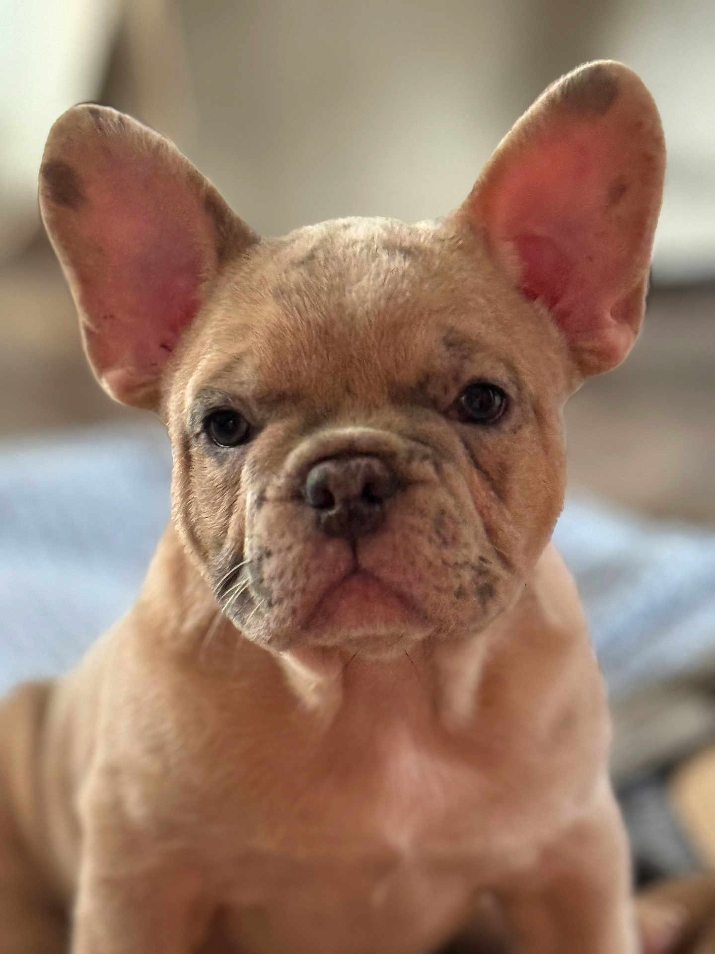 Remy joined the competition — help win amazing prizes! adorable, animal, background_blur, brown, close_up, cute, dog, ears, expression, face, french_bulldog, fur, indoor, muzzle, pet, portrait, puppy, soft_light, wrinkles, young