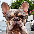 Hector D. R.