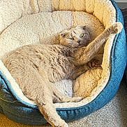 Kitty joined the competition — help win amazing prizes! animal, blue_bed, carpet, cat, cozy, cream, cute, domestic_animal, feline, furry, indoor, paw, pet_bed, relaxed, resting, scottish_fold, sleepy, soft, stretching, whiskers