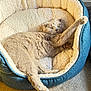 animal, blue_bed, carpet, cat, cozy, cream, cute, domestic_animal, feline, furry, indoor, paw, pet_bed, relaxed, resting, scottish_fold, sleepy, soft, stretching, whiskers