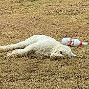 Gertie joined the competition — help win amazing prizes! dog, white_dog, lying_down, grass, dry_grass, bottle, malibu, outdoor, pet, resting, animal, fur, canine, summer, relaxation, nature, daytime, sleeping, mammal, leisure