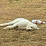dog, white_dog, lying_down, grass, dry_grass, bottle, malibu, outdoor, pet, resting, animal, fur, canine, summer, relaxation, nature, daytime, sleeping, mammal, leisure