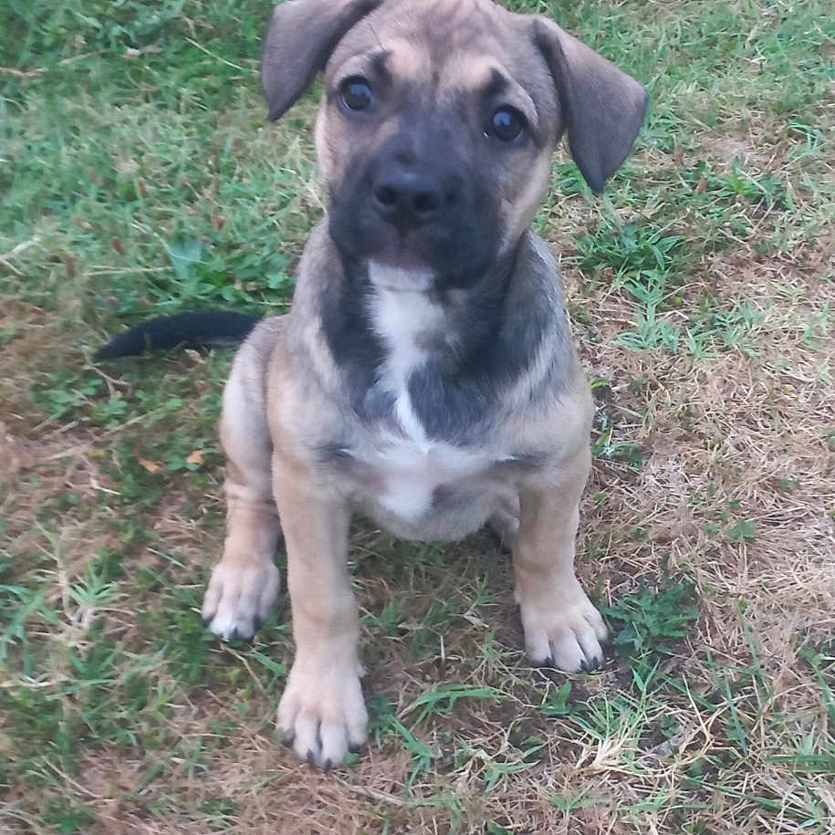 Aïka a rejoint le concours — aidez-le/la à gagner de superbes lots ! animal, black, brown, cute, dog, ears, eyes, face, floppy_ears, fur, grass, ground, nature, outdoor, pavement, pet, puppy, sitting, white, young
