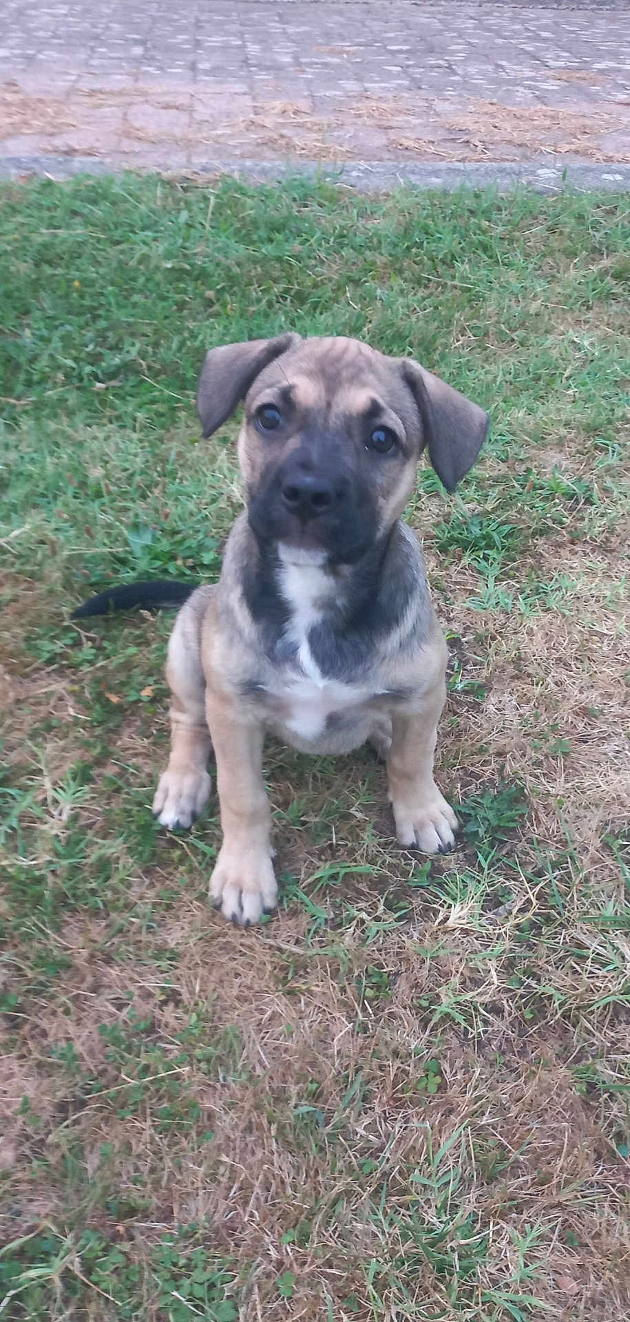Aïka a rejoint le concours — aidez-le/la à gagner de superbes lots ! animal, black, brown, cute, dog, ears, eyes, face, floppy_ears, fur, grass, ground, nature, outdoor, pavement, pet, puppy, sitting, white, young