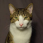 Yazil a rejoint le concours — aidez-le/la à gagner de superbes lots ! animal, cat, close_up, cute, domestic_cat, ears, face, feline, fur, green_eyes, indoor, looking, mammal, pet, pink_nose, portrait, sitting, soft_background, tabby_cat, whiskers
