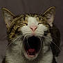 cat, tabby_cat, yawning, close_up, whiskers, mouth_open, tongue, fur, ears, nose, animal, pet, sleepy, portrait, indoor, feline, cute, expression, face, mammal