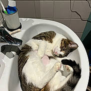 Yazil participe au concours pour gagner de l'argent avec cette photo : cat, sink, bathroom, tile_wall, toothbrush, toothpaste, curling_up, domestic_cat, white_fur, tabby_fur, paw, tail, pet, animal, indoor, relaxed, cute, sleeping_spot, household, feline