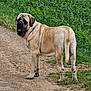 dog, animal, canine, mastiff, outdoor, field, dirt_path, greenery, grass, nature, pet, standing, looking_back, tongue_out, collar, daytime, mammal, fur, large_dog, rural