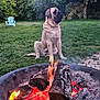 dog, firepit, fire, logs, flames, grass, backyard, tree, chair, outdoor, nature, pet, smoke, summer, relaxation, animal, canine, sitting, greenery, wood