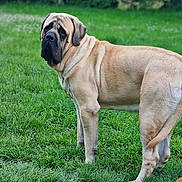 Vicktor participe au concours pour gagner de l'argent avec cette photo : dog, grass, outdoor, pet, animal, canine, nature, backyard, tree, green, fur, mammal, standing, wrinkles, paw, looking_back, calm, summer, daytime, large_dog