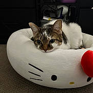 Erin joined the competition — help win amazing prizes! animal, carpet, cat, cozy, cute, domestic_animal, ears, feline, fur, hello_kitty, household, indoor, pet_bed, plush, quiet, relaxed, resting, soft, tabby, whiskers