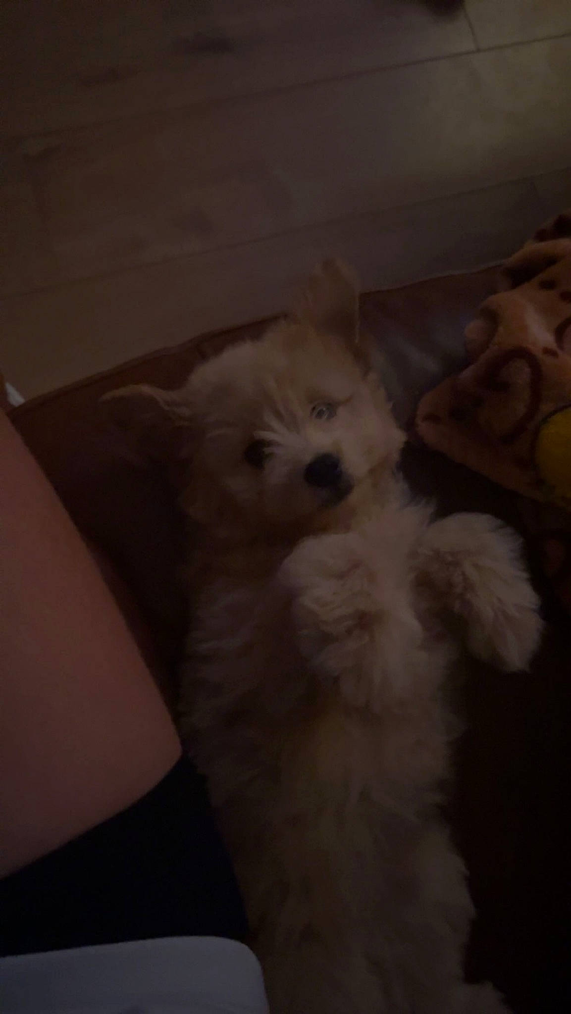 Panzy is registered to the contest to win money with this photo: canidae, carnivore, companion_dog, dog, dog_breed, fawn, felidae, fur, non_sporting_group, samoyed, small_to_medium_sized_cats, snout, sporting_group, terrestrial_animal, toy_dog, whiskers, working_animal