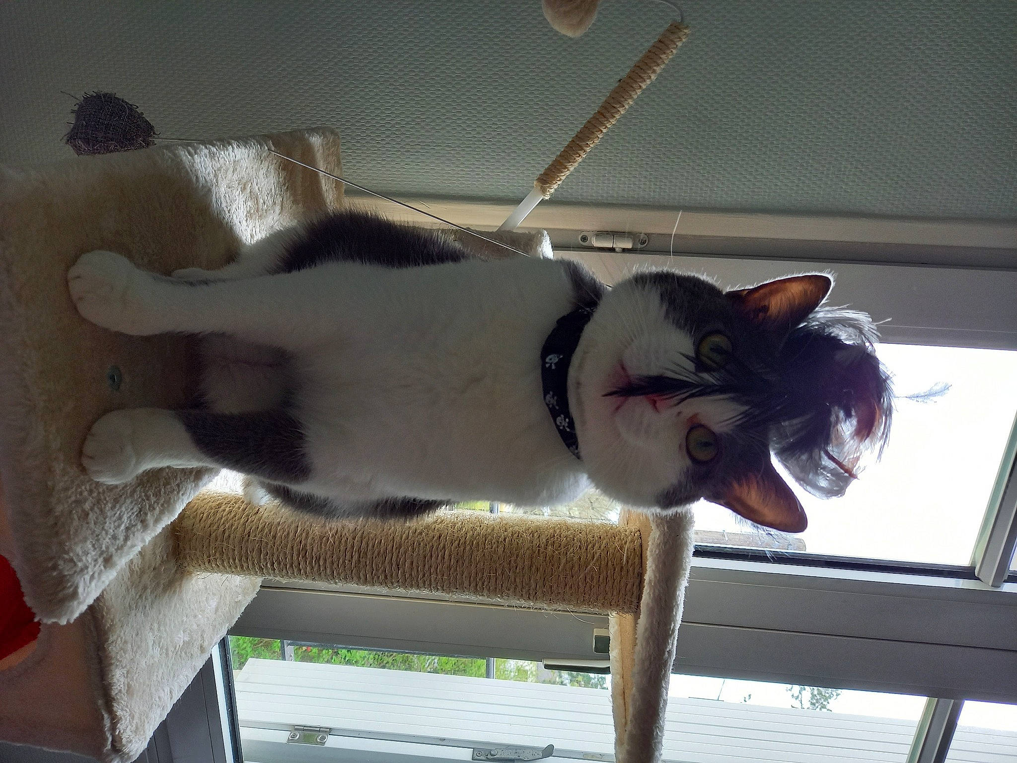 Lupin a rejoint le concours — aidez-le/la à gagner de superbes lots ! carnivore, cat, cat_supply, comfort, domestic_short_haired_cat, fawn, felidae, fixture, fur, pet_supply, room, small_to_medium_sized_cats, tail, whiskers, window, wood