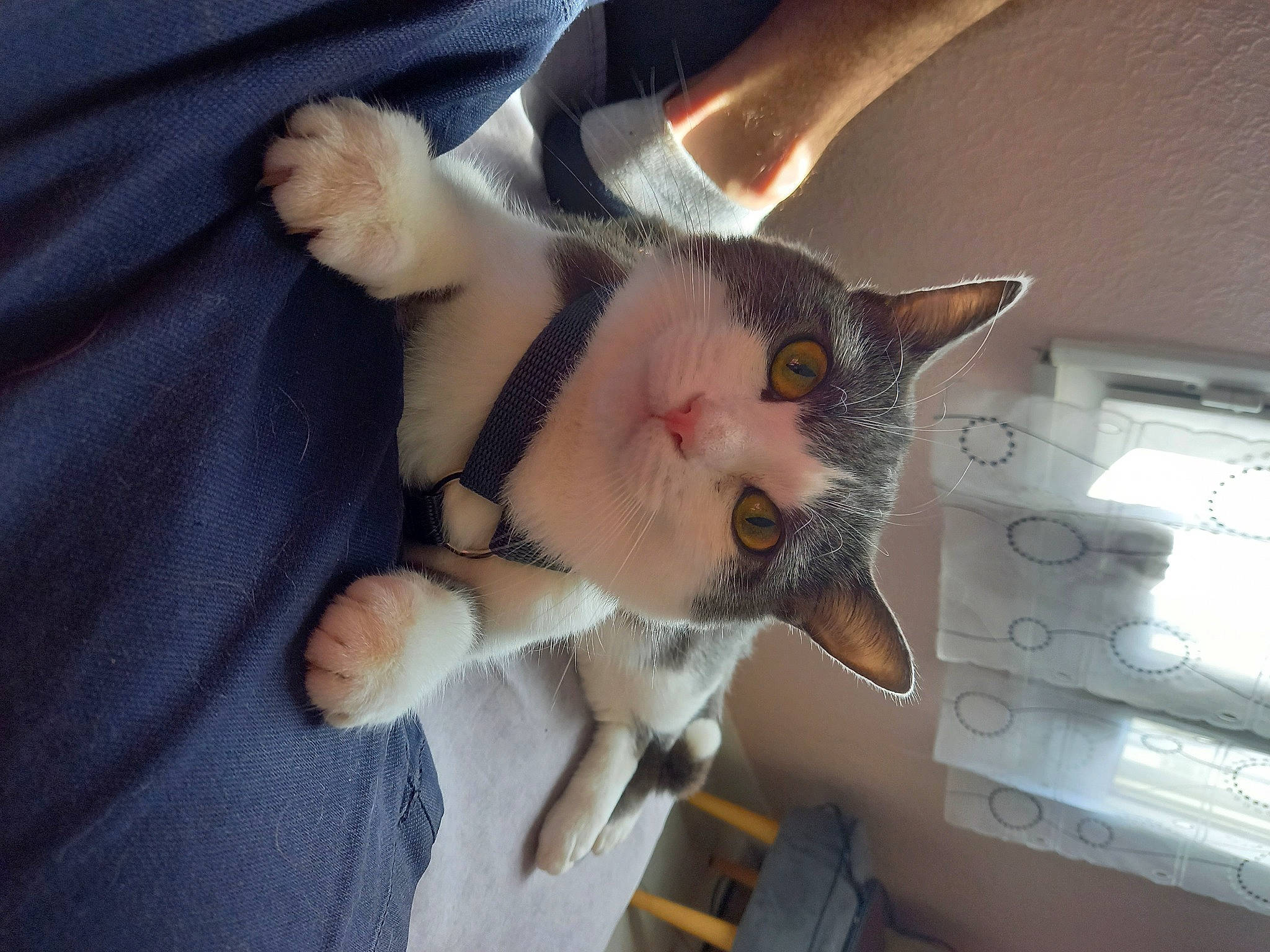 Lupin a rejoint le concours — aidez-le/la à gagner de superbes lots ! carnivore, cat, comfort, domestic_short_haired_cat, ear, eye, fawn, felidae, fur, gesture, head, jaw, lap, nail, paw, small_to_medium_sized_cats, snout, tail, trunk, whiskers