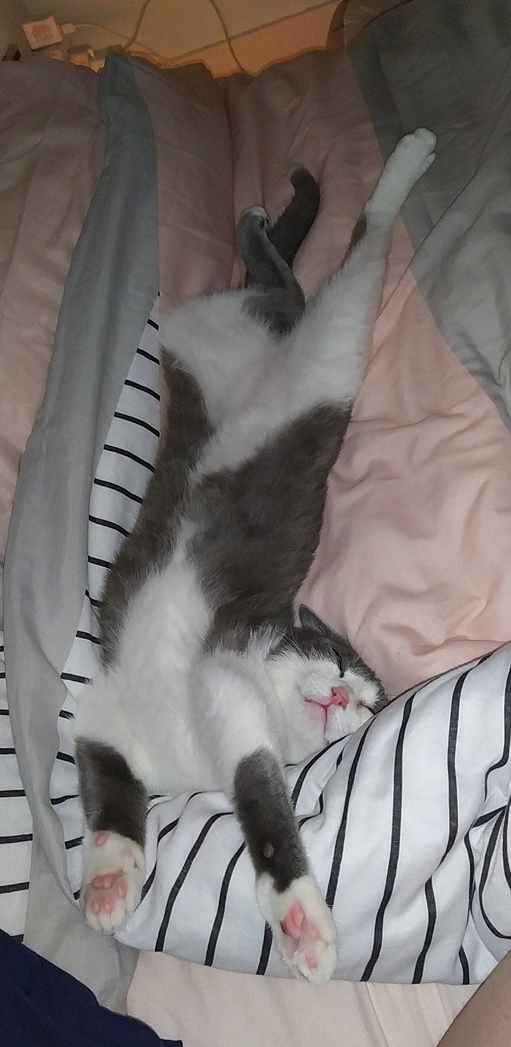 Lupin participe au concours pour gagner de l'argent avec cette photo : bag, canidae, carnivore, cat, cat_bed, claw, comfort, domestic_short_haired_cat, fawn, felidae, fur, linens, nap, paw, small_to_medium_sized_cats, snout, tail, textile, whiskers, white