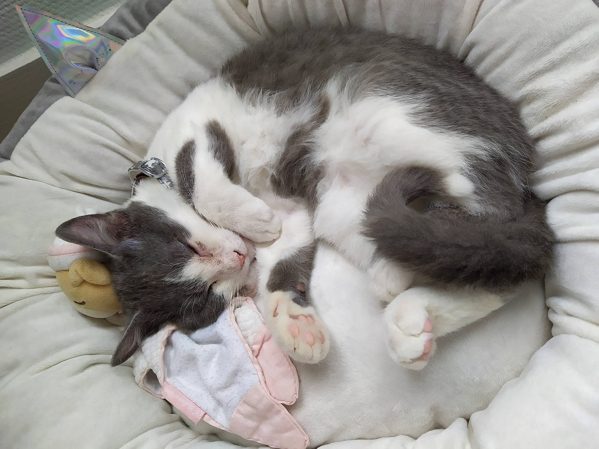 Lupin a rejoint le concours — aidez-le/la à gagner de superbes lots ! baby, carnivore, cat, cat_bed, child, claw, comfort, domestic_short_haired_cat, ear, european_shorthair, felidae, fur, kitten, nap, norwegian_forest_cat, paw, polydactyl_cat, sleep, small_to_medium_sized_cats, whiskers