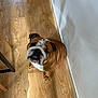 bulldog, dog, pet, animal, wooden_floor, indoor, wall, brown, white, flooring, sitting, looking_up, ears, snout, paw, collar, household, domestic, cute, companion