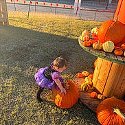 Violeta joined the competition — help win amazing prizes! toddler, child, pumpkin, pumpkin_patch, purple_dress, grass, outdoor, daylight, wooden_spool, fall, autumn, small_pumpkins, curious, sunlight, shadow, playful, nature, festive, person, costume