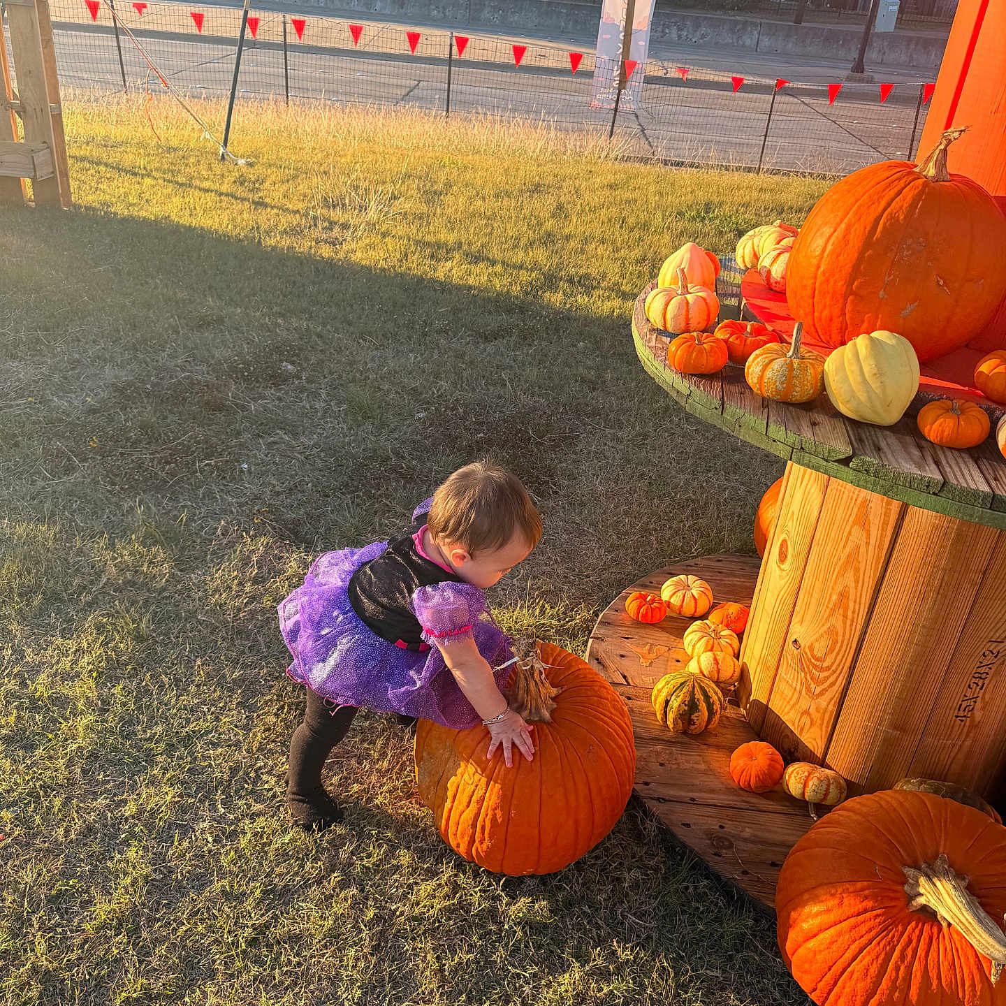 Violeta joined the competition — help win amazing prizes! autumn, child, costume, curious, daylight, fall, festive, grass, nature, outdoor, person, playful, pumpkin, pumpkin_patch, purple_dress, shadow, small_pumpkins, sunlight, toddler, wooden_spool