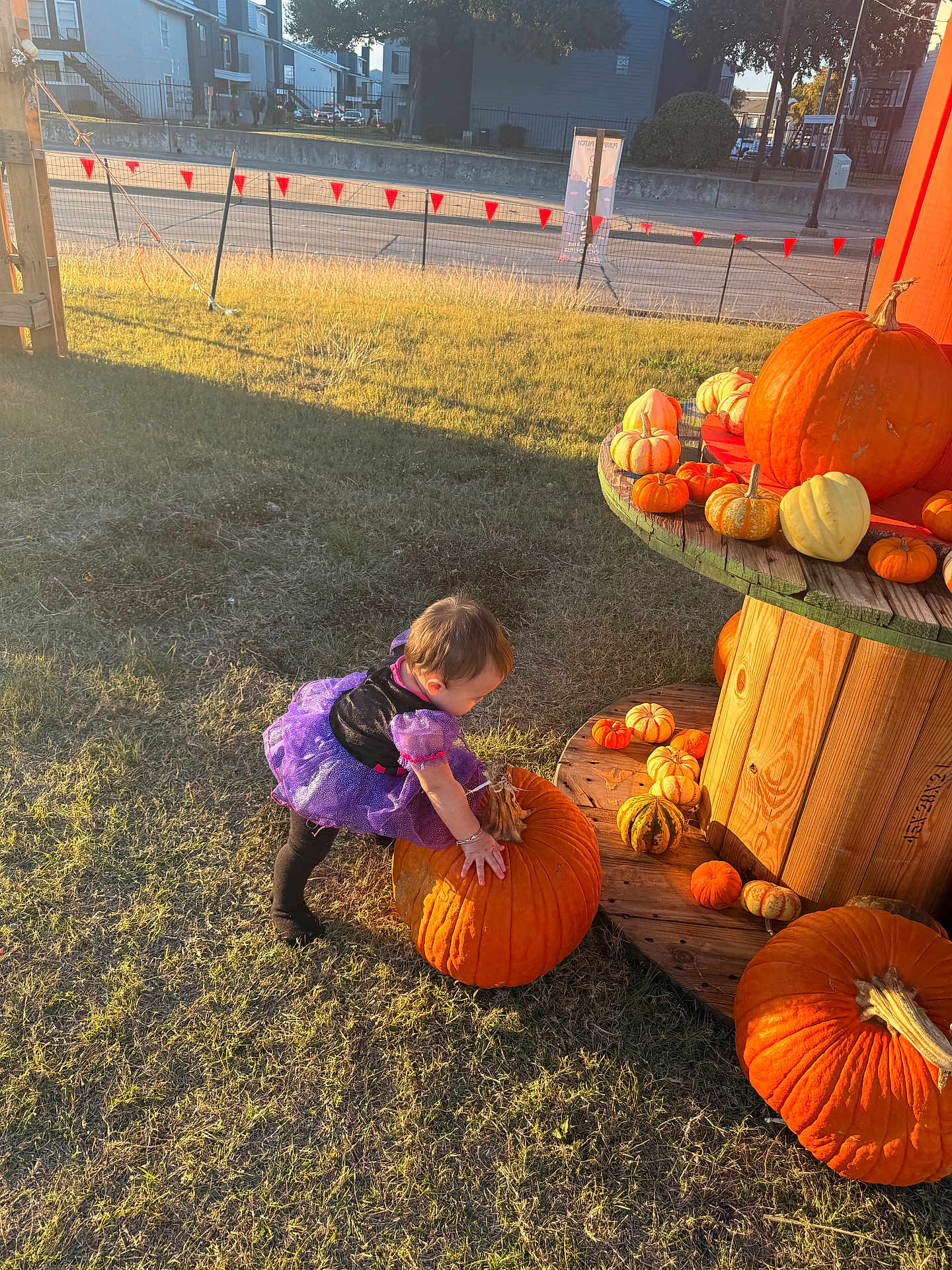 Violeta joined the competition — help win amazing prizes! toddler, child, pumpkin, pumpkin_patch, purple_dress, grass, outdoor, daylight, wooden_spool, fall, autumn, small_pumpkins, curious, sunlight, shadow, playful, nature, festive, person, costume