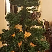 Lola is registered to the contest to win money with this photo: christmas, christmas_decoration, christmas_ornament, christmas_tree, conifer, decor, evergreen, fir, holiday, home, houseplant, pine, pine_family, plant, spruce, tree