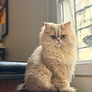 Kawai a rejoint le concours — aidez-le/la à gagner de superbes lots ! cat, persian_cat, fluffy, long_fur, whiskers, paws, sitting, window, indoor, portrait, cute, feline, pet, mammal, soft_light, cozy, looking_at_camera, home, cushion, groomed