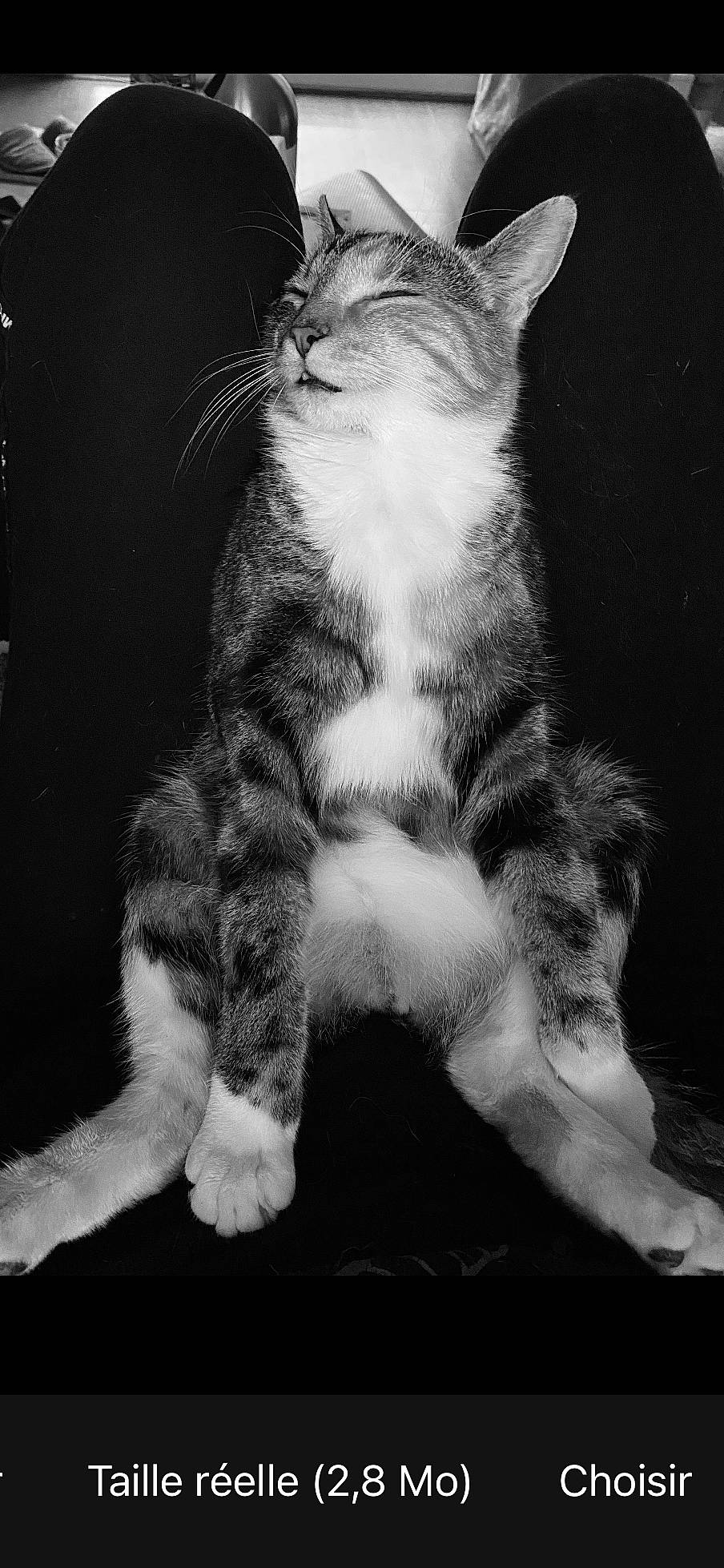 Fibi a rejoint le concours — aidez-le/la à gagner de superbes lots ! black, black_and_white, carnivore, cat, claw, darkness, domestic_short_haired_cat, felidae, foot, fur, monochrome, monochrome_photography, paw, small_to_medium_sized_cats, snout, stock_photography, style, tail, terrestrial_animal, whiskers