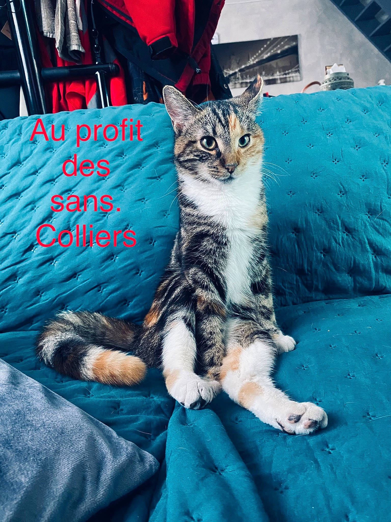Fibi participe au concours pour gagner de l'argent avec cette photo : aqua, blue, carnivore, cat, comfort, domestic_short_haired_cat, electric_blue, felidae, fur, grass, grey, human_leg, linens, luggage_and_bags, pattern, small_to_medium_sized_cats, tail, textile, tree, whiskers