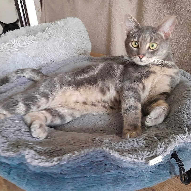 Mysti a rejoint le concours — aidez-le/la à gagner de superbes lots ! animal, bed, black_cat, cat, cozy, cute, domestic_cat, feline, fluffy, furry, grey_cat, indoor, looking, mammal, pet_bed, relaxed, resting, tabby_cat, two_cats, wooden_table